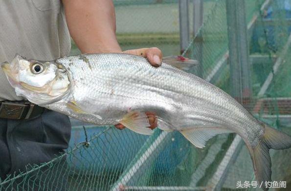 淡水鱼大全，12种最常见的淡水鱼你钓过几种（淡水鱼大全图片和名称 常见）