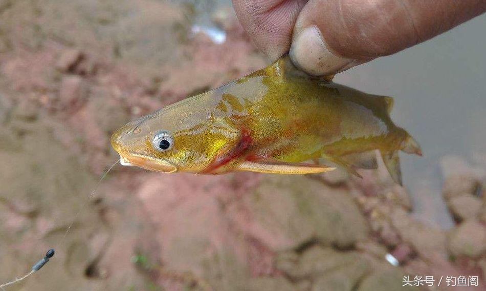 淡水鱼大全，12种最常见的淡水鱼你钓过几种（淡水鱼大全图片和名称 常见）