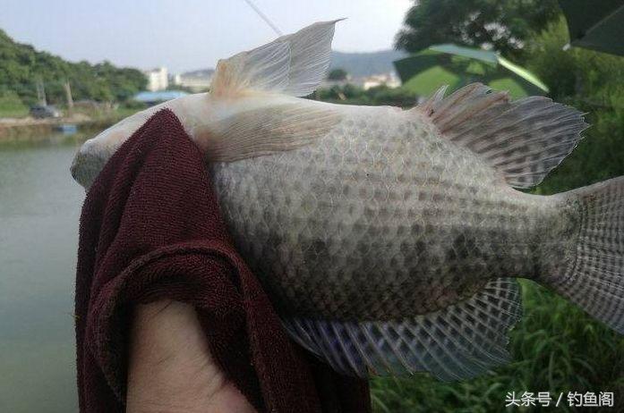 淡水鱼大全，12种最常见的淡水鱼你钓过几种（淡水鱼大全图片和名称 常见）