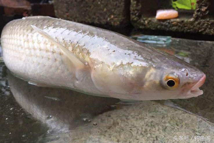 淡水鱼大全，12种最常见的淡水鱼你钓过几种（淡水鱼大全图片和名称 常见）