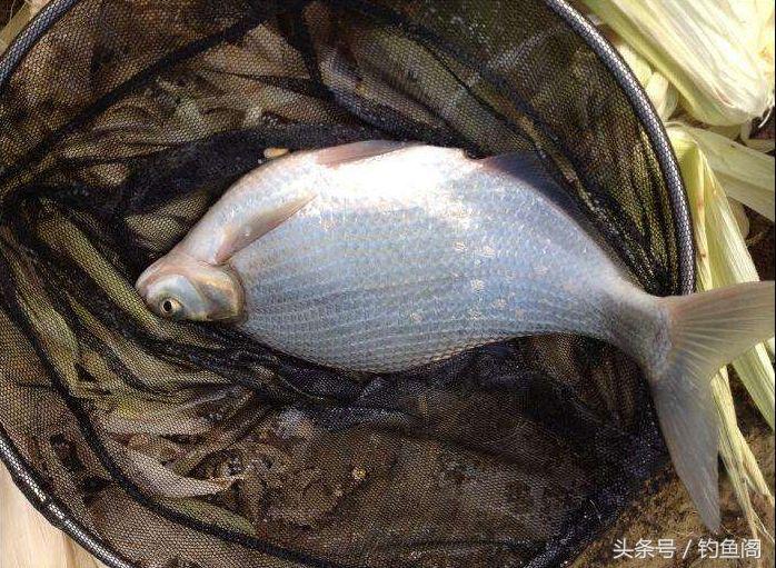 淡水鱼大全，12种最常见的淡水鱼你钓过几种（淡水鱼大全图片和名称 常见）