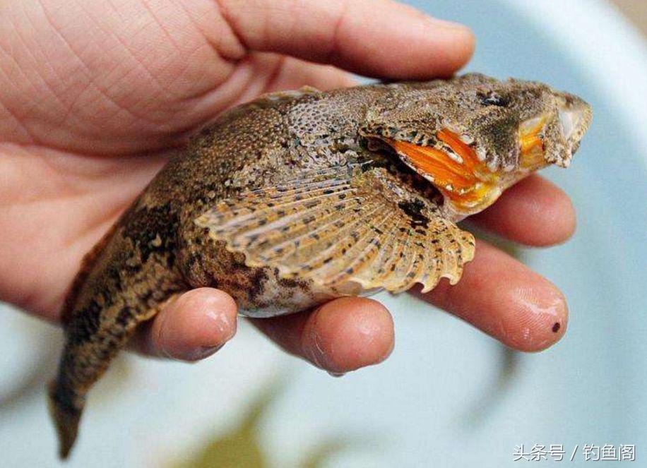 淡水鱼大全，12种最常见的淡水鱼你钓过几种（淡水鱼大全图片和名称 常见）