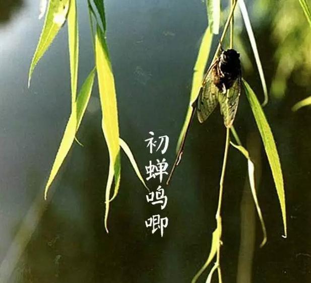 立夏的诗句古诗，立夏诗句古诗大全（8首立夏诗词，保证你没读过）