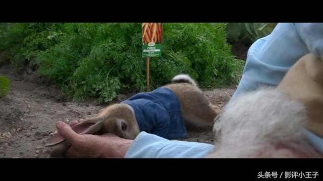 卡通漫画图片兔子，兔子漫画 卡通图片（凭什么一只兔子可以这么可爱）