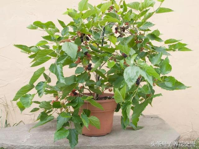 浆果类水果有哪些，低糖浆果类水果有哪些（这9种浆果盆栽都很适合栽种在阳台上）