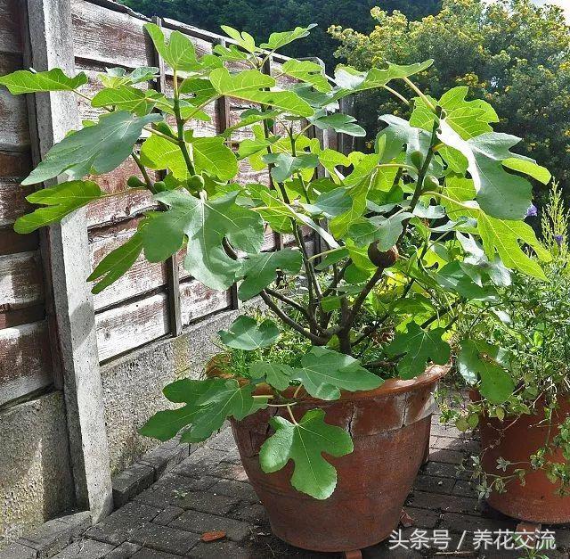 浆果类水果有哪些，低糖浆果类水果有哪些（这9种浆果盆栽都很适合栽种在阳台上）