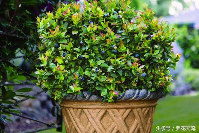 浆果类水果有哪些，低糖浆果类水果有哪些（这9种浆果盆栽都很适合栽种在阳台上）
