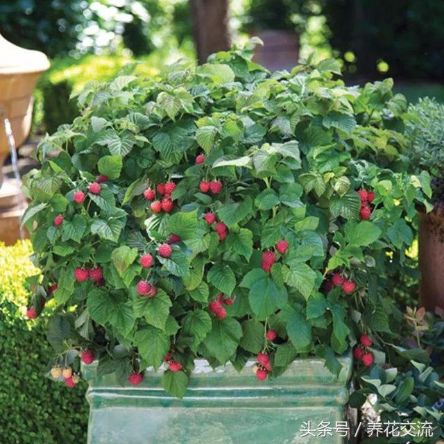 浆果类水果有哪些，低糖浆果类水果有哪些（这9种浆果盆栽都很适合栽种在阳台上）