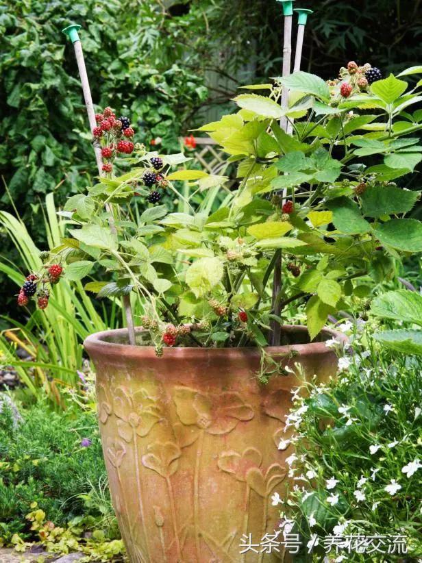 浆果类水果有哪些，低糖浆果类水果有哪些（这9种浆果盆栽都很适合栽种在阳台上）