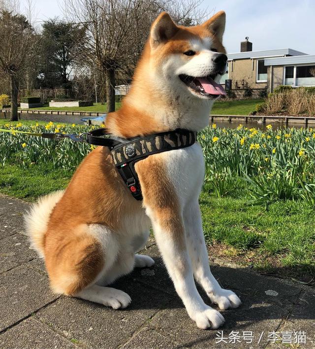 12种最适合懒人养的狗狗(以忠犬八公而闻名于世的秋田犬)