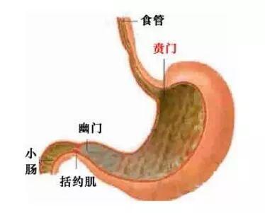 芊芊学子和莘莘学子怎么读，莘莘学子的读音shenshen还是xinxin（还在嘲笑北大校长）