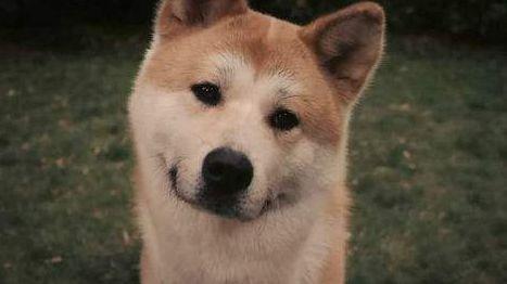 男生动漫头像  “深情死狗何必狗咬狗.”微信，男生动漫头像  “深情死狗何必狗咬狗.”（英语的某些用法中“dog”真的可以泛指人）