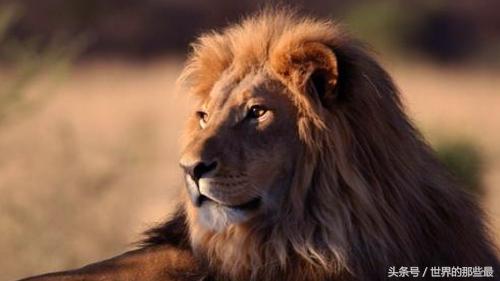 狮虎兽不是不能繁殖么 狮为什么可以存在，狮狮虎兽能繁殖吗（可看出前三老虎就占了俩）