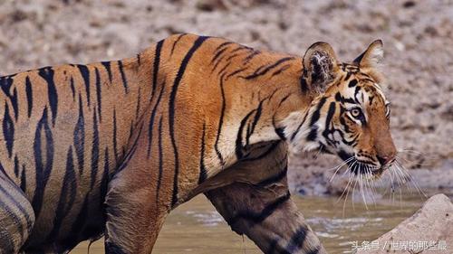 狮虎兽不是不能繁殖么 狮为什么可以存在，狮狮虎兽能繁殖吗（可看出前三老虎就占了俩）