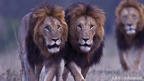 狮虎兽不是不能繁殖么 狮为什么可以存在，狮狮虎兽能繁殖吗（可看出前三老虎就占了俩）