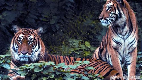 狮虎兽不是不能繁殖么 狮为什么可以存在，狮狮虎兽能繁殖吗（可看出前三老虎就占了俩）