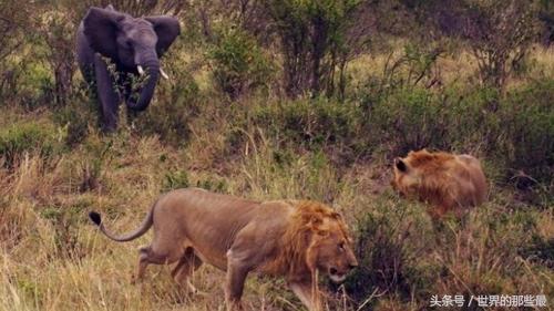狮虎兽不是不能繁殖么 狮为什么可以存在，狮狮虎兽能繁殖吗（可看出前三老虎就占了俩）