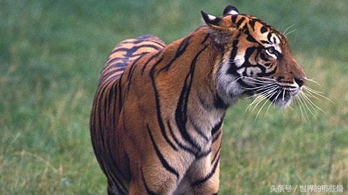 狮虎兽不是不能繁殖么 狮为什么可以存在，狮狮虎兽能繁殖吗（可看出前三老虎就占了俩）