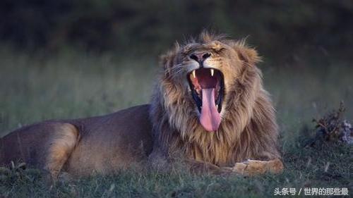 狮虎兽不是不能繁殖么 狮为什么可以存在，狮狮虎兽能繁殖吗（可看出前三老虎就占了俩）