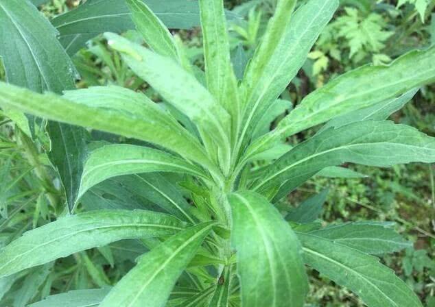 小蓬草的功效与作用，小蓬草的功效与作用有哪些（这种野草农村随处可见）