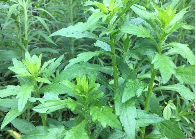 小蓬草的功效与作用，小蓬草的功效与作用有哪些（这种野草农村随处可见）