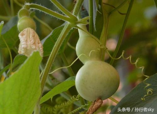 如何保存葫芦不烂（葫芦的保存和处理方法）