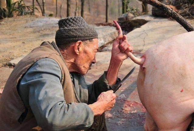 养龟千万别养双数，养龟为什么不能养双（养龟为什么不能养双数）