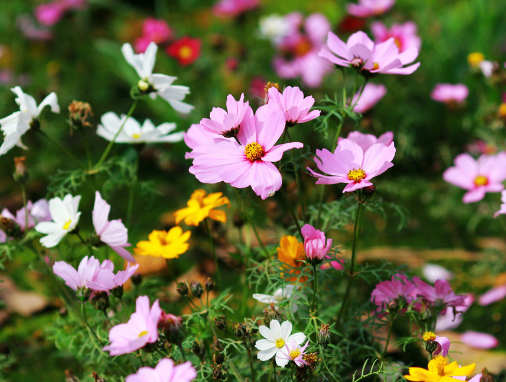 菊花代表着什么含义，菊花代表着什么含义和象征（常见的菊花有哪些）