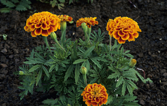 菊花品种分类，菊花品种分类及特点（常见的菊花有哪些）