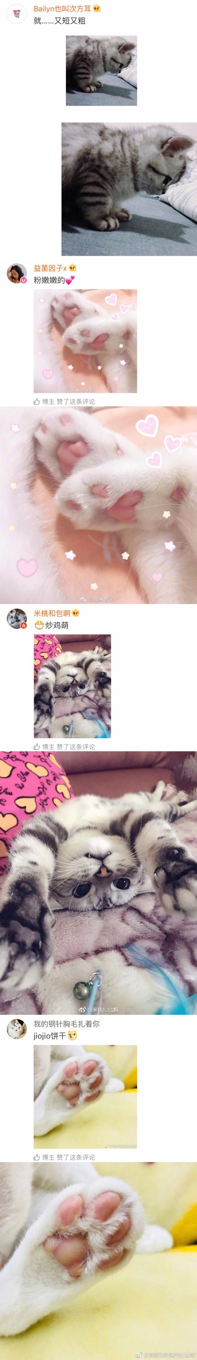 猫爪.，猫爪子抓出血要打针吗（果然猫咪的爪子是世界上最可爱的图片）