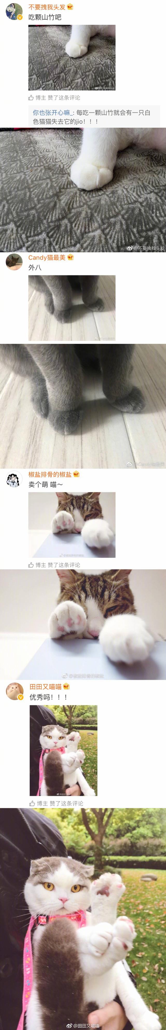 猫爪.，猫爪子抓出血要打针吗（果然猫咪的爪子是世界上最可爱的图片）