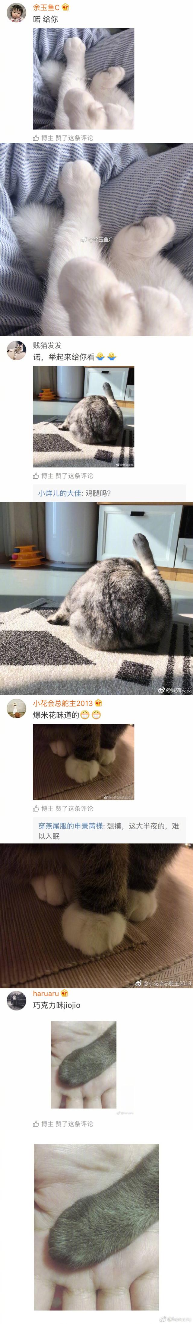 猫爪.，猫爪子抓出血要打针吗（果然猫咪的爪子是世界上最可爱的图片）