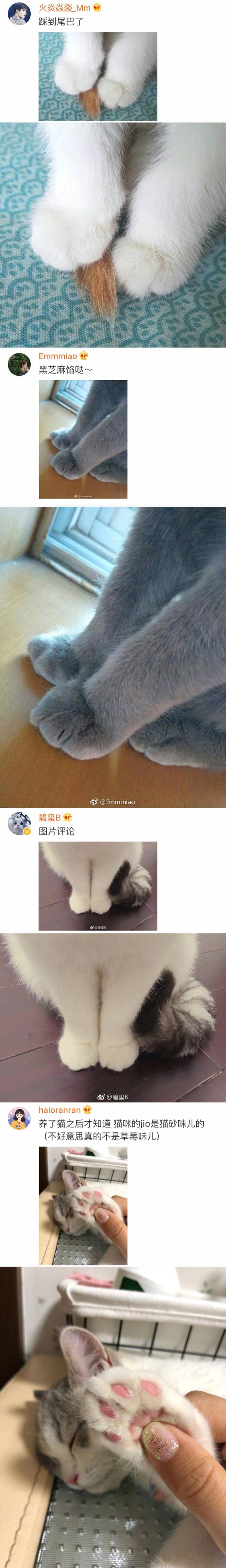 猫爪.，猫爪子抓出血要打针吗（果然猫咪的爪子是世界上最可爱的图片）