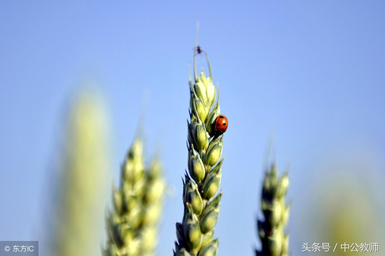 24节气的顺序，二十四节气是如何命名的？