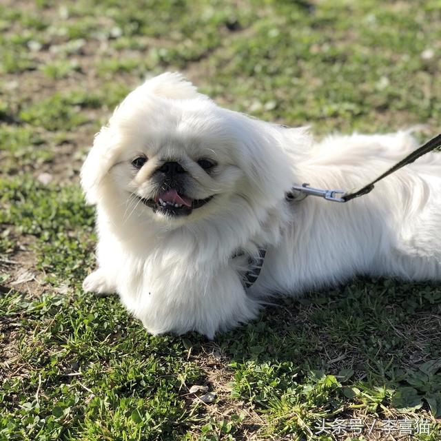 狮子狗价格，你还记得那些年憨态可掬的狮子狗京巴吗（狮子狗图片多少钱一只）