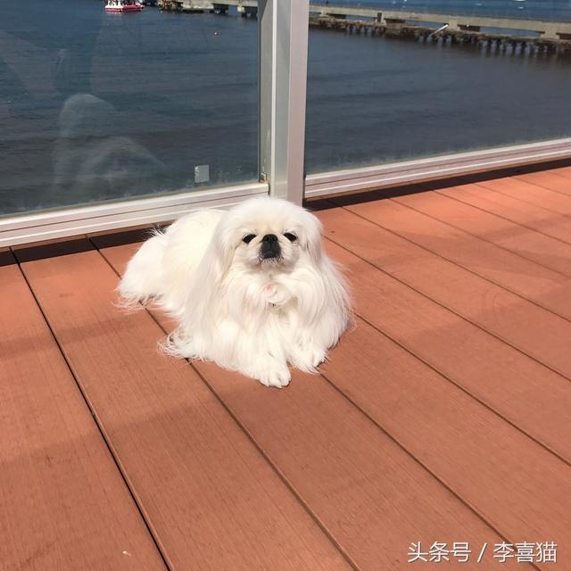 狮子狗价格，你还记得那些年憨态可掬的狮子狗京巴吗（狮子狗图片多少钱一只）