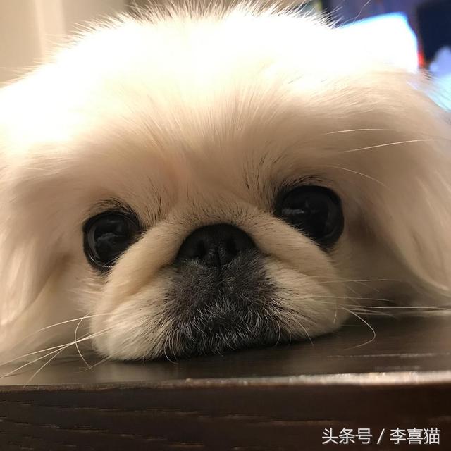 狮子狗价格，你还记得那些年憨态可掬的狮子狗京巴吗（狮子狗图片多少钱一只）