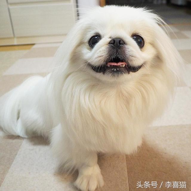 狮子狗价格，你还记得那些年憨态可掬的狮子狗京巴吗（狮子狗图片多少钱一只）