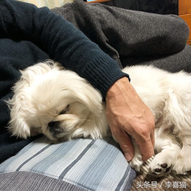 狮子狗价格，你还记得那些年憨态可掬的狮子狗京巴吗（狮子狗图片多少钱一只）