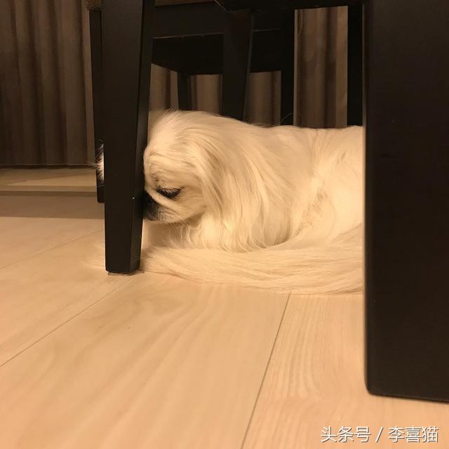 狮子狗价格，你还记得那些年憨态可掬的狮子狗京巴吗（狮子狗图片多少钱一只）