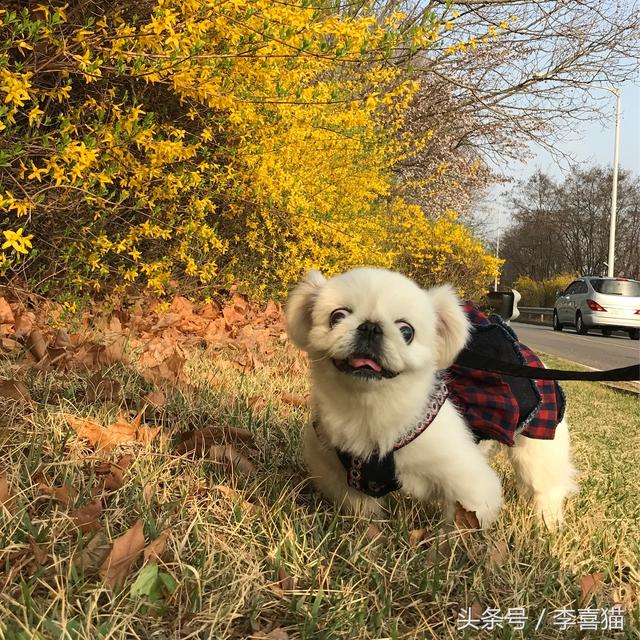 狮子狗价格，你还记得那些年憨态可掬的狮子狗京巴吗（狮子狗图片多少钱一只）