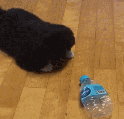 狮子狗价格，你还记得那些年憨态可掬的狮子狗京巴吗（狮子狗图片多少钱一只）