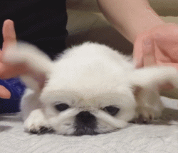 狮子狗价格，你还记得那些年憨态可掬的狮子狗京巴吗（狮子狗图片多少钱一只）