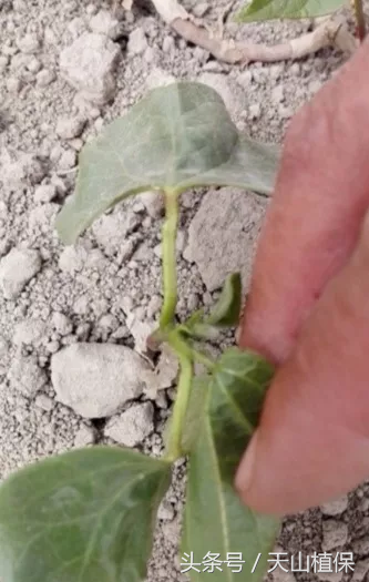 棉蚜，棉蚜成虫与棉铃虫幼虫对棉花有哪些危害（棉蚜发生及防治适期预报）
