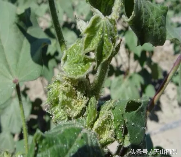 棉蚜，棉蚜成虫与棉铃虫幼虫对棉花有哪些危害（棉蚜发生及防治适期预报）