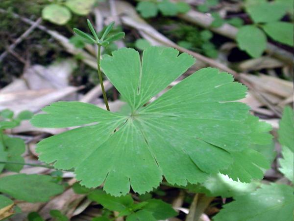 有趣的植物名字大全，盘点世界上最有趣的10种植物