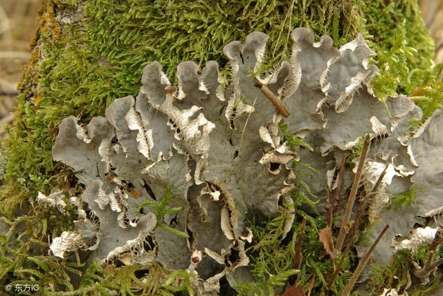有趣的植物名字大全，盘点世界上最有趣的10种植物