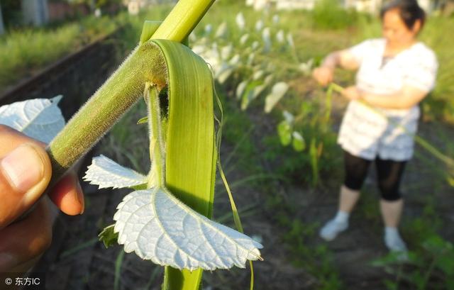 有趣的植物名字大全，盘点世界上最有趣的10种植物