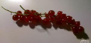 有趣的植物名字大全，盘点世界上最有趣的10种植物