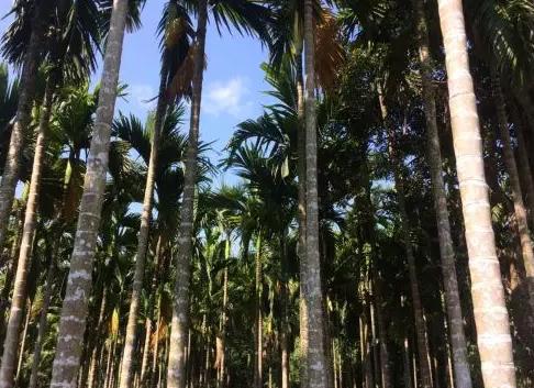 吃槟榔是什么意思，男生吃槟榔是什么意思（为什么海南人那么爱吃槟榔）